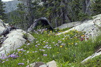 Holy Cross Wilderness Wild Flowers 2609